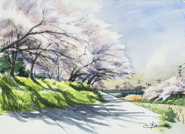 松崎町桜