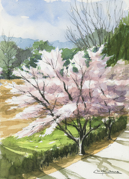 王禅寺の桜