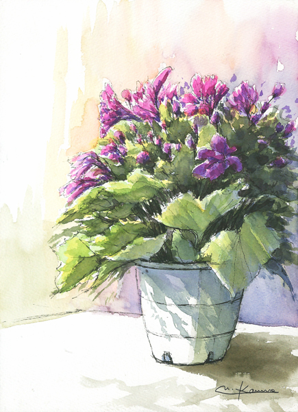 サイネリアの花